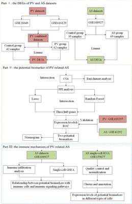 Potential biomarkers and immune characteristics for polycythemia vera-related atherosclerosis using bulk RNA and single-cell RNA datasets: a combined comprehensive bioinformatics and machine learning analysis